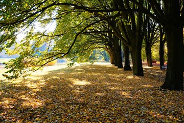 Beautiful autumn landscape - autumn alley and bench - golden autumn in park
