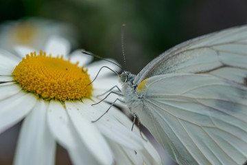 butterfly on flower
