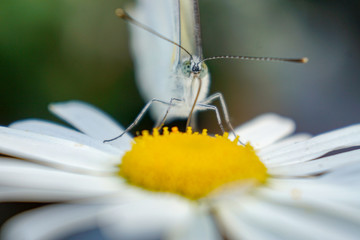 butterfly on yellow flower
