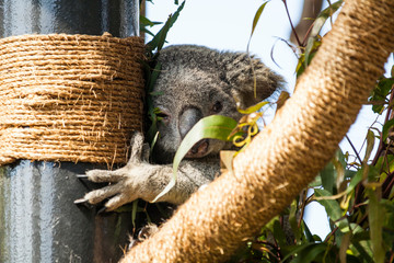 Koala