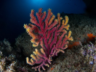 gorgonia en el mediterráneo con fondo azul