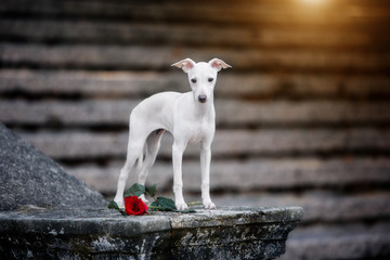 white Italian greyhound stands on the stairs