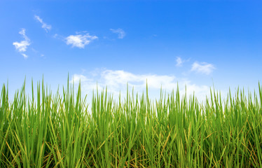 rice field with blue sky with soft-focus and over light in the background