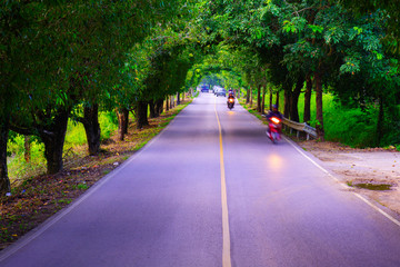 Obraz premium Landscape of the trees with the route