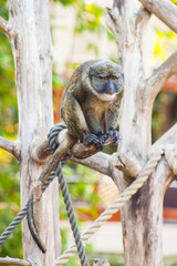 Primate