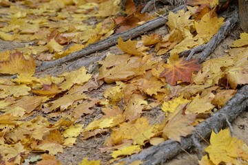 Кленовые разноцветные листья лежат на земеле
