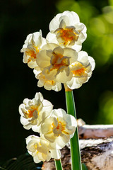 White double daffodils against a black background and illuminated by the Sun