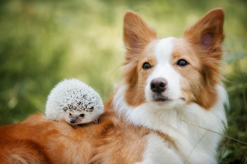 dog breed border collie playing with a hedgehog