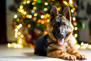 German Shepherd dog lies on the floor near the Christmas tree