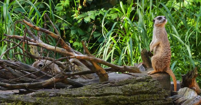 A beautiful animal stands on a tree meerkat, gopher, nature background. Concept: Meerkat family, Wildlife, Park, zoo.
