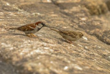 Birds