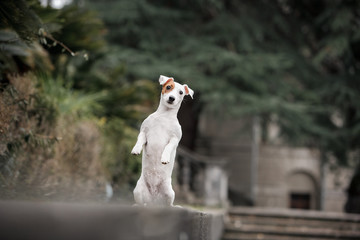 A cheerful little dog of the Jack Russell Terrier breed, against a dark background