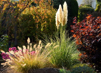 Herbstgräser