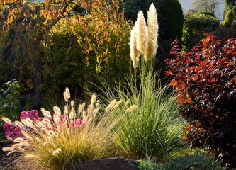 Herbstgräser