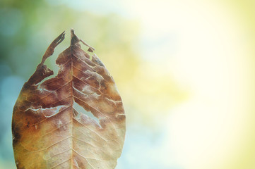 Abstract image of dry and cracked dry leaf against bokeh background.