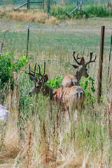 Deer in ubran sprawl