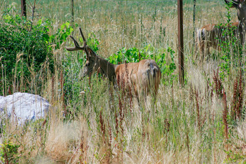 Deer in ubran sprawl