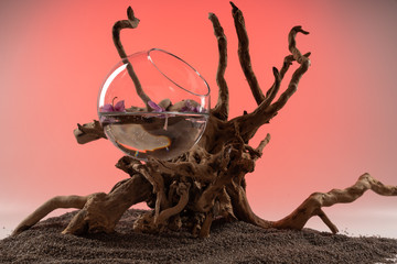 Composition of fallen Orchid leaves in a vase with water and a wooden snag.