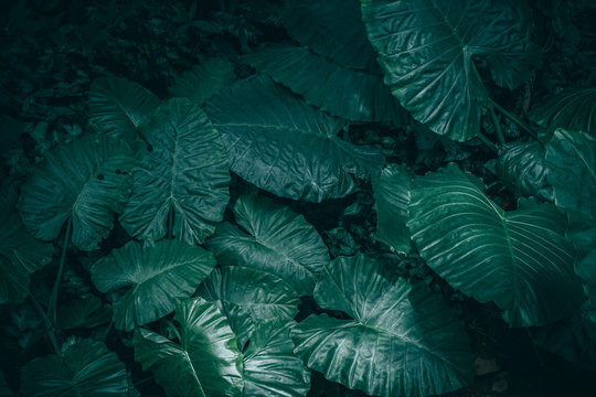 Fototapeta Large foliage of tropical leaf with dark green texture, abstract nature background.