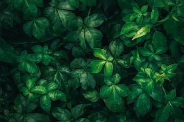 Laub des tropischen Blattes im Dunkelgrün mit Regenwassertropfen auf Beschaffenheit, abstrakter Musternaturhintergrund. © jakkapan