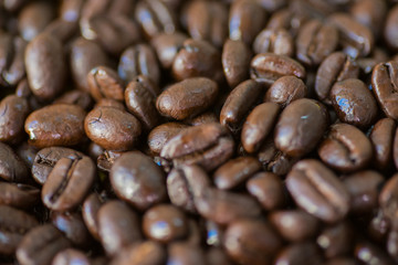 Fresh Roast