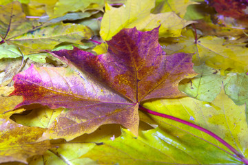 A lot of yellow and orange bright autumn maple
