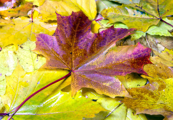 A lot of yellow and orange bright autumn maple