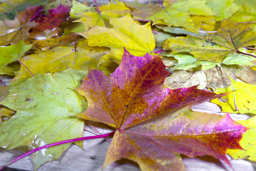 A lot of yellow and orange bright autumn maple