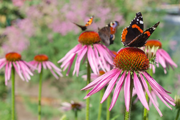 Red admiral and peacock butterfly on a flowers of red color in a garden