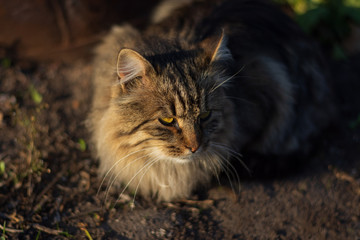 Beautiful gray cat in the rays of the setting sun