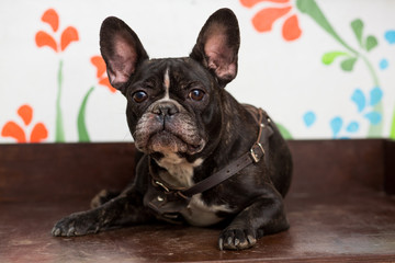 The dog of the breed of the French bulldog of dark color lies on the stove