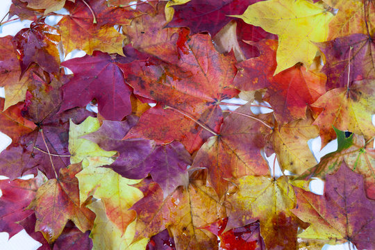 Autumn bright maple leaves