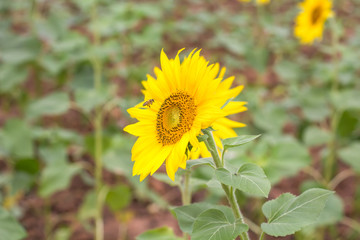 sunflower in the garden