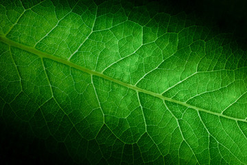green leaf of a plant close up