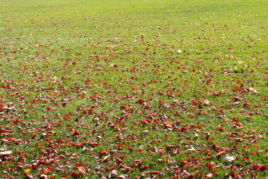 withered brown leaves lying on the green grass