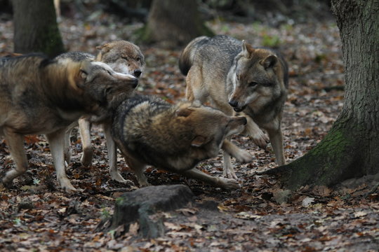 W&ouml;lfe im Rudel im Wald