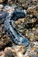  sea cucumber