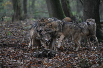 Wölfe im Rudel im Wald
