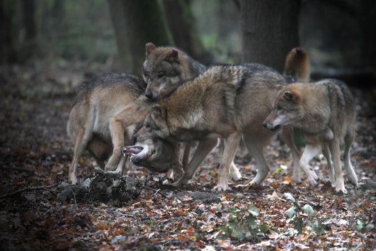 W&ouml;lfe im Rudel im Wald