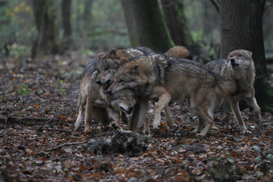 W&ouml;lfe im Rudel im Wald