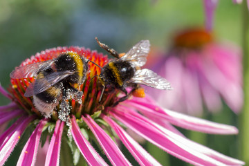 two Bumble Bee collecting pollen from red flower