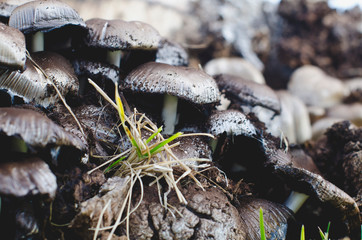 The close up of a solo old mushroom in the pack of fresh dirt mushrooms. 