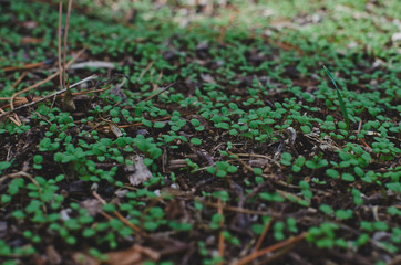 A field of green little plant sprouts in the garden area. 