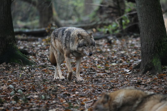 Europ&auml;ischer grauer Wolf l&auml;uft &uuml;ber Waldboden