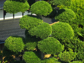 丸刈りのマキの植木