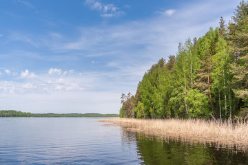 Lake shore in Karelia in summer
