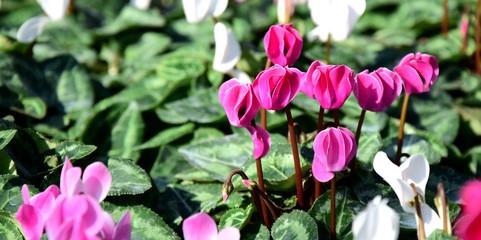 Alpenveilchen, Cyclame, Banner