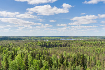 Many shades of green in the spring forest