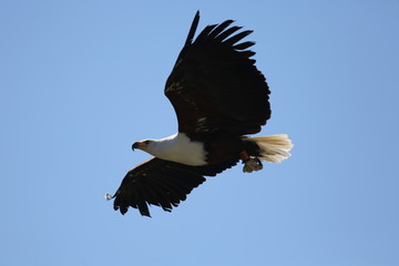 fotos de rapaces varios aguila lechusa buitre y varios 