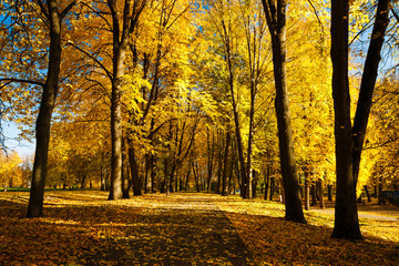 Beautiful autumn landscape with yellow trees and sun. Colorful foliage in the park